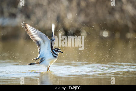 Le pluvier kildir dans l'étang de propager des ailes. Nom scientifique : Charadrius vociferus. L'habitat naturel. Cuba. Banque D'Images