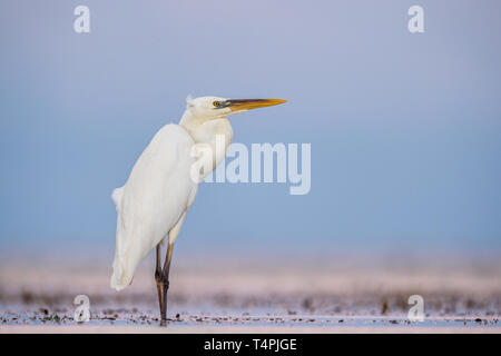 La grande aigrette , également connu sous le nom de la grande aigrette, aigrette garzette, ou grande aigrette ou grand héron blanc. Nom scientifique : Ardea alba. L'habitat naturel Banque D'Images