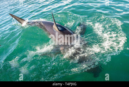 Nageoire dorsale de grand requin blanc. Grand requin blanc. Nom scientifique : Carcharodon carcharias. L'Afrique du Sud Banque D'Images