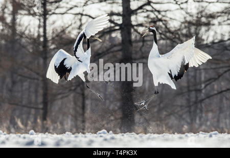 La danse des grues. Le rituel de la danse de mariage de grues. La grue à couronne rouge . Nom scientifique : Grus japonensis, également appelé la grue japonaise ou Manch Banque D'Images