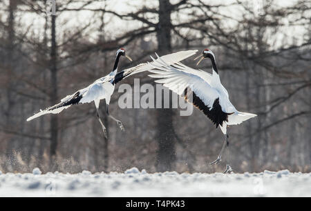 La danse des grues. Le rituel de la danse de mariage de grues. La grue à couronne rouge . Nom scientifique : Grus japonensis, également appelé la grue japonaise ou Manch Banque D'Images