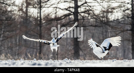 La danse des grues. Le rituel de la danse de mariage de grues. La grue à couronne rouge . Nom scientifique : Grus japonensis, également appelé la grue japonaise ou Manch Banque D'Images