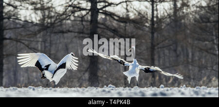 La danse des grues. Le rituel de la danse de mariage de grues. La grue à couronne rouge . Nom scientifique : Grus japonensis, également appelé la grue japonaise ou Manch Banque D'Images