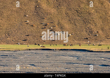 Les troupeaux bovins et chevaux par la rivière glaciaire dans la montagne, Grand Caucase, région Quba, Azerbaïdjan Banque D'Images
