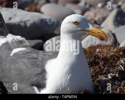 À pieds jaunes, Larus livens, endémique de la mer de Cortez, nichant sur une île en Basse Californie, Mexique Banque D'Images