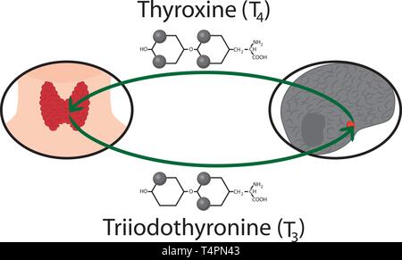 Schéma de fonctionnement de la thyroïde. Les formules chimiques structurelles d'hormones thyroïdiennes vector illustration Illustration de Vecteur