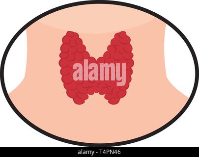 Illustration vecteur de la thyroïde sur fond blanc Illustration de Vecteur