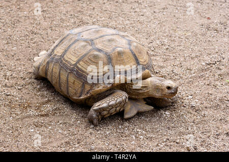 Tortue sillonnée (Centrochelys sulcata), une espèce indigène du désert du Sahara Banque D'Images