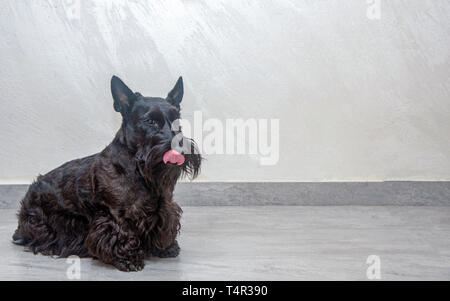 Scottish Terrier chien pedigree photographié à l'intérieur Banque D'Images