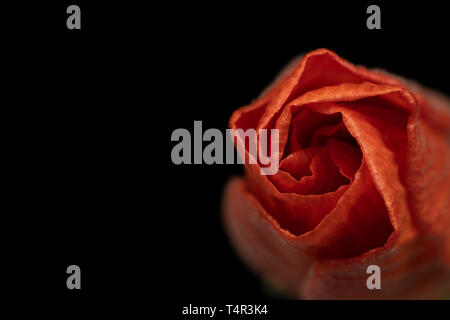 Macro image d'une jeune fleur d'hibiscus sur fond noir Banque D'Images