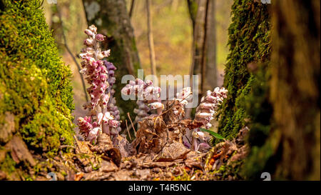 Un type de champignon fleur pousse dans un arbre bien entre les branches, Banque D'Images