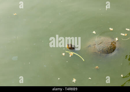 Peeking out de tortues d'eau sale, tortue dans l'étang Banque D'Images