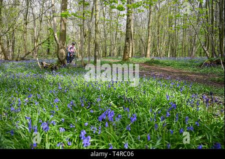 Brighton, UK. 18 avr, 2019. La famille Meeker profitez d'une balade en vélo sur une chaude journée ensoleillée à travers Stanmer Park à Brighton qui est tapissé de bluebells que le temps devrait être beau et chaud pour le dernier week-end de Pâques avec les températures devraient atteindre plus de 20 degrés dans certaines régions du sud-est Crédit : Simon Dack/Alamy Live News Banque D'Images