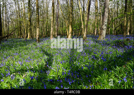 Brighton, UK. 18 avr, 2019. Un tapis de jacinthes au soleil à Stanmer Park à Brighton que le temps devrait être beau et chaud pour le dernier week-end de Pâques avec les températures devraient atteindre plus de 20 degrés dans certaines régions du sud-est Crédit : Simon Dack/Alamy Live News Banque D'Images