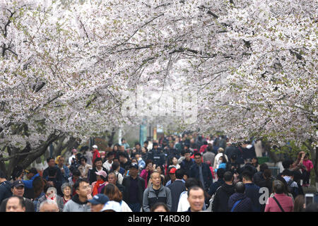 Qingdao, Chine, la province de Shandong. 13 avr, 2019. Les touristes voir les cerisiers en fleurs à Zhongshan Park à Qingdao, province de Shandong en Chine orientale, le 13 avril 2019. Credit : Zhang Jingang/Xinhua/Alamy Live News Banque D'Images