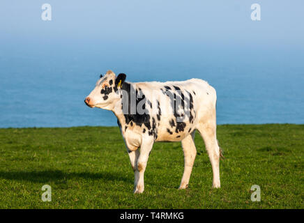 Templebreedy, Crosshaven, Cork, Irlande. 18 avril, 2019. Un jeune Friesian juste à gauche dans les champs pour la première fois après avoir passé l'hiver à l'intérieur à Templebreedy, co Cork, Irlande. Crédit : David Creedon/Alamy Live News Banque D'Images