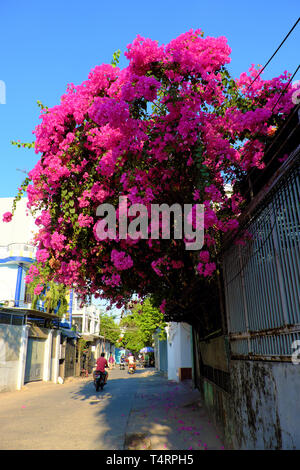 Décoration de chambre incroyable avant par fleur bougainvillea bush, paysage de fleur rose fleur rose trellis dynamique dans le jour à façade de maison Banque D'Images