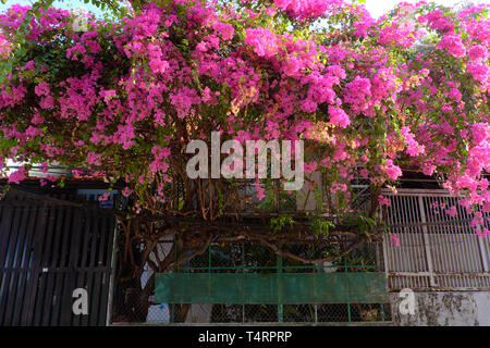 Décoration de chambre incroyable avant par fleur bougainvillea bush, paysage de fleur rose fleur rose trellis dynamique dans le jour à façade de maison Banque D'Images