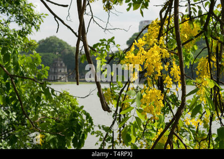 Fleur jaune et vert feuille avec Turtle Tower sur arrière-plan du lac Hoan Kiem, centre de Hanoi Banque D'Images