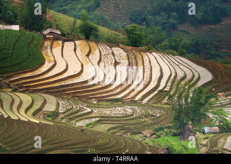 L'image est aussi beau que la peinture à l'huile de champ en terrasses. Des lignes courbes des terrasses de riz pendant la saison d'arrosage à la fois avant de sta Banque D'Images