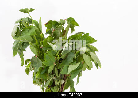 Tas de feuilles d'oseille ou Gongura (Hibiscus sabdariffa) feuilles sur fond blanc Banque D'Images