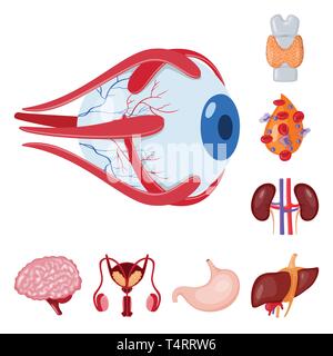 Globe oculaire,,dorsale,sang,rein,cerveau estomac foie,urinaire,,eye,plasma,spinal,esprit,system,tube,cornée,os,cell,renseignement,haricots,excrétrice,corps gastrique,muscle,couches,capot,,science,transplantation,vessie organe interne,anatomie,médical,des,santé,biologie,scientifique,recherche,,laboratoire,set,icône,,illustration,collection,isolé,design,graphisme,élément signe,caricature,couleur,vecteurs vecteur , Illustration de Vecteur