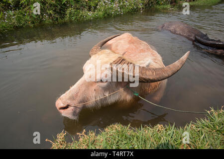 Albino le buffle d'eau (Bubalus bubalis) de vous rafraîchir dans un canal près de Hsipaw dans l'Etat Shan, Myanmar. Banque D'Images