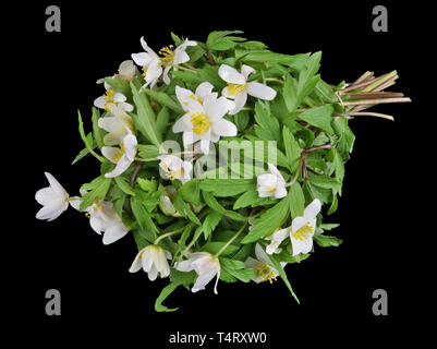 Bouquet d'abord doux ressorts forêt fleurs perce-neige blanc se trouvent sur le tableau. Isolé sur macro studio noir Banque D'Images