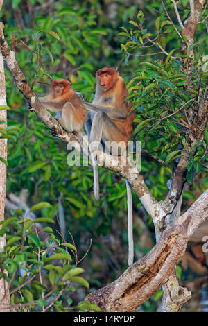 Des profils Proboscis Monkey toiletter un jeune de Tanjung Mettre Kalimantan Bornéo Indonésie Réserve Naturelle Banque D'Images