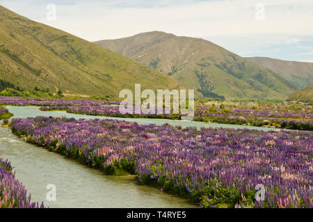 Les lupins sauvages en Nouvelle Zélande Banque D'Images