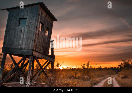 Deer stand (pied de l'arbre) à côté de champ et forêt au coucher du soleil le matin Banque D'Images