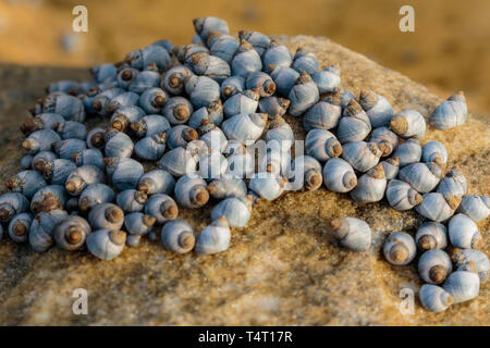 Peu de bleu de bigorneaux sur les rochers à la Nielsen Park, parc national du Port de Sydney, Sydney, Australie en avril 2019 Banque D'Images