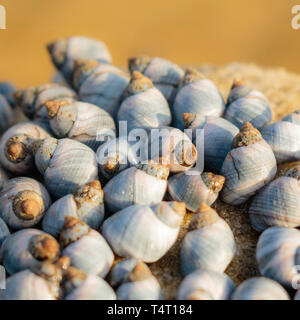 Peu de bleu de bigorneaux sur les rochers à la Nielsen Park, parc national du Port de Sydney, Sydney, Australie en avril 2019 Banque D'Images