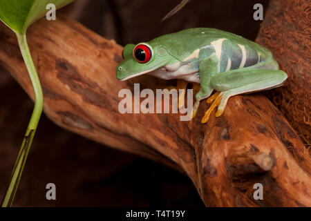 Red eyed tree frog accroupi sur une branche et regardant vers le bas Banque D'Images