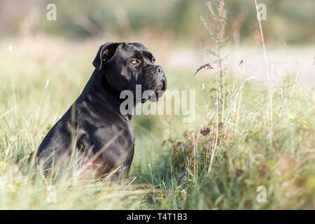 Portrait de stern cane corso italien assis dans la pelouse verte et à la recherche de la distance Banque D'Images