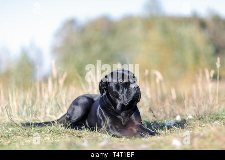 Cane Corso italien noir portrait se trouve sur la pelouse verte. La force, la puissance musculaire, chien, Banque D'Images