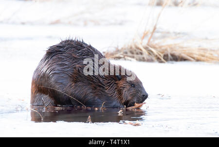 Castor du Canada (Castor canadensis) assis sur un étang glacé bois manger au début du printemps au Canada Banque D'Images