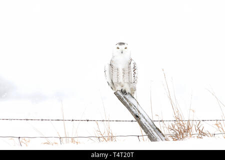 Une femelle Snowy Owl perché sur un poste de chasse d'hiver sur un terrain couvert de neige au Canada Banque D'Images