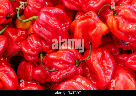 Piments Habanero, piment Habanero, gros plan de piments rouges vifs Scotch Bonnet exposés sur un marché fermier à Valence, en Espagne Banque D'Images