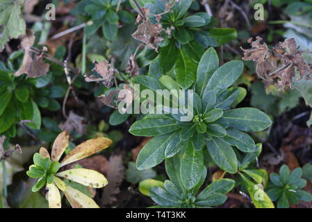 Mme Robb's Bonnet ou en bois - l'Euphorbe ésule Euphorbia amygdaloides robbiae Euphorbiaceae - ssp. propagation très rapide, faible, de plus en plus vivace à feuilles persistantes avec clos Banque D'Images