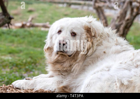 Reposant sur un chien de prairie. Le Monténégro. Banque D'Images