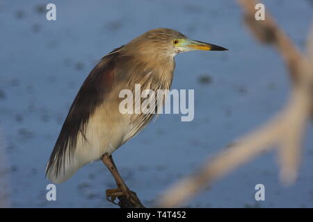 Un crabier indiennes en hiver, le parc national de Keoladeo, Rajasthan Banque D'Images