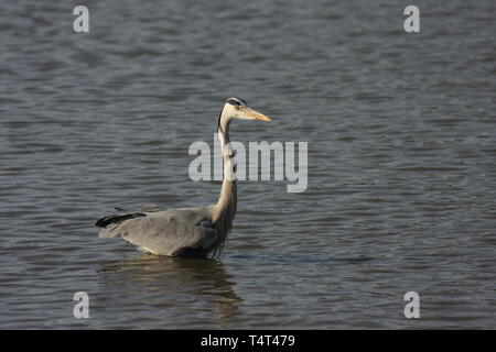 Héron cendré dans l'eau d'alimentation, parc national de Keoladeo, Rajasthan Banque D'Images