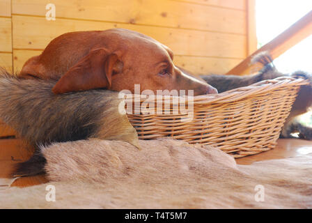 Hungarian Vizsla devint reposant dans le panier Banque D'Images