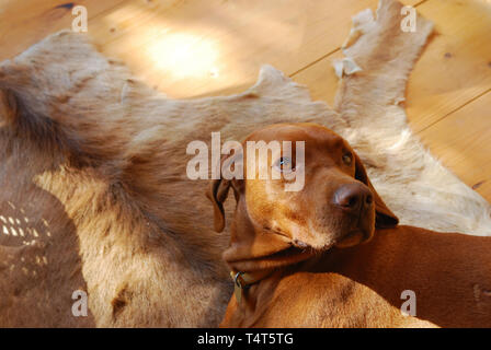 Hungarian Vizsla devint reposant dans le panier Banque D'Images