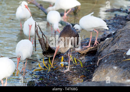 Un Ibis blanc américain immatures de fourrages avec les oiseaux adultes au bord des eaux dans le parc Lakeview Corpus Christi, Texas USA. Banque D'Images