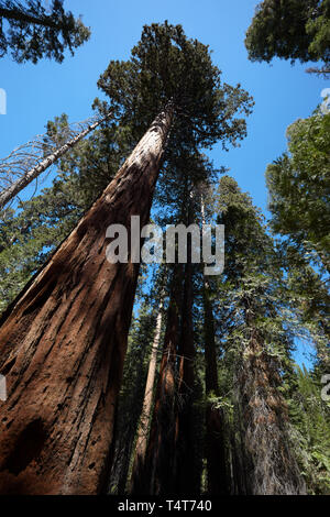 Le Séquoia géant, Mariposa Grove, Yosemite, en Californie, l'Amérique. Banque D'Images