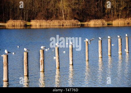 Mouettes sur poteaux de bois, Kuhsee, Augsburg, Schwaben, Bayern, Germany, Europe Banque D'Images