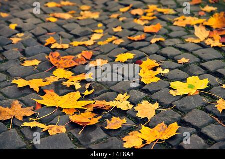 Les feuilles d'automne sur le sol, feuilles d'érable (Acer spec.), la chute des feuilles d'automne, les feuilles en couleurs d'automne Banque D'Images