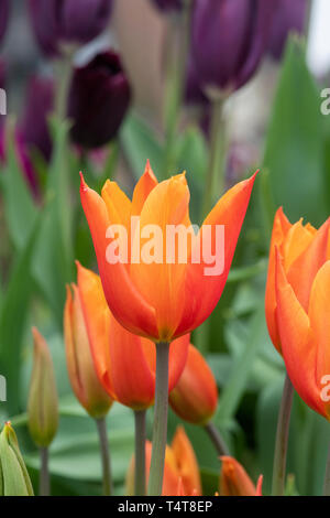 Tulipa 'Ballerina'. Lily flowered Tulip 'Ballerina' fleurit Banque D'Images